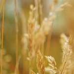 ネットサーフィンは処方箋の要らない心の鎮痛剤