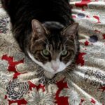 セラピー・カウンセリングに、ハイリスクハイリターンを求めない方がイイ理由