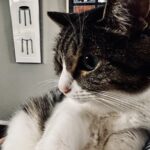 猫の日に考える「ちゃんと応じてもらえる」ことの重要性