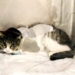 「隠さない」生き方