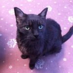 ペットロスから立ち直るために利用してみたいカウンセリング