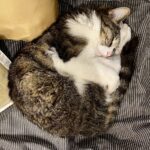 愛猫ルナが教えてくれたこと ーー “自分で選ぶ”ことの重みと希望　