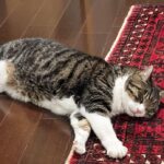 猫が薬を飲んでくれないときに｜焦りと優しさのあいだでできること