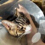 そばにいるだけで意味がある｜愛猫の痛みと“寄り添い”の日