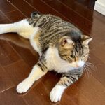 「ホッとした後に、ぐったり…｜それは“心が安全になった”サインかもしれません」