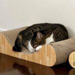 違和感を見逃さない｜猫の歯石が教えてくれた“気づく力”