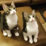 2016年の台湾旅行をやめて迎えた命──9年後に見えた“安全基地”というアタッチメントのかたち