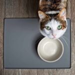 猫が過食になる理由は？──食欲の“増減”に隠れたストレスと心のサイン