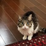 希望にすがりすぎずに、今を大切に生きる─腎臓病の猫と暮らして思うこと