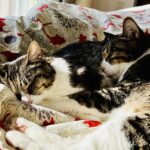 「ただ、そばにいる」ことの力─愛猫と体感したAEDP®︎の〈孤独の解消〉