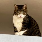 怒りの奥にあるもの—揺れても戻れる関係が安心を育てる理由